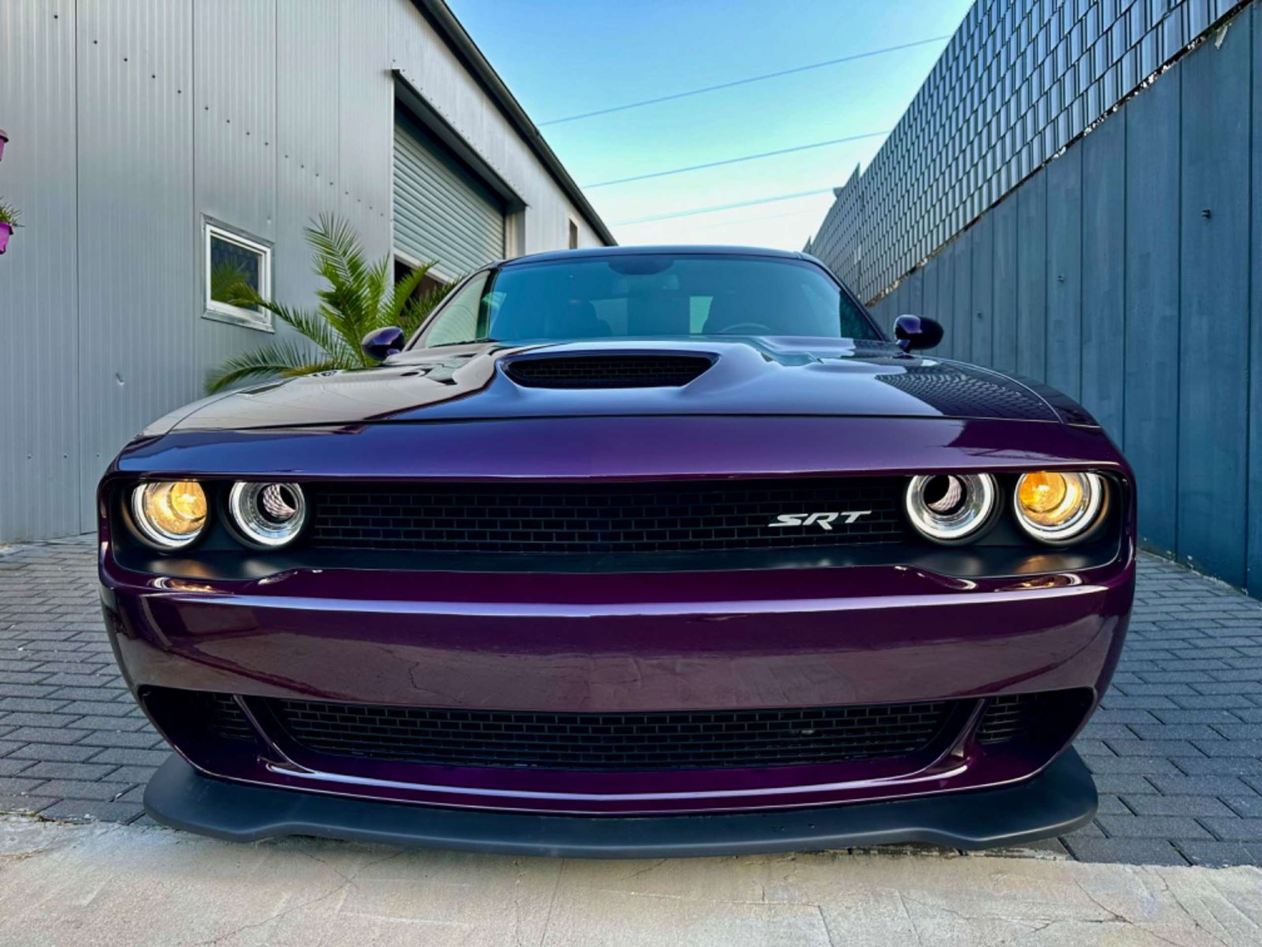 Dodge - Challenger